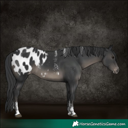Horse Color:Powder White Black Appaloosa Rabicano