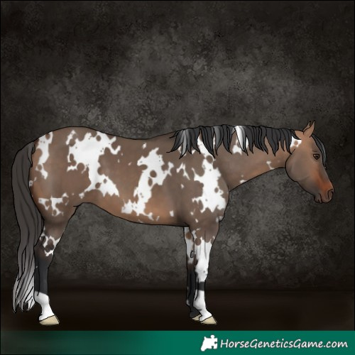 Horse Color:White Spotted Bay Dun