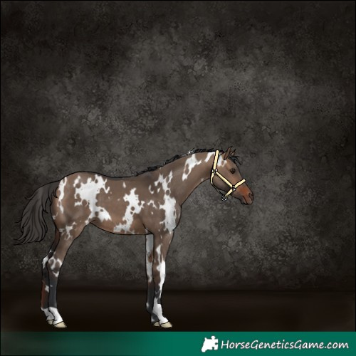 Horse Color:White Spotted Bay Dun 