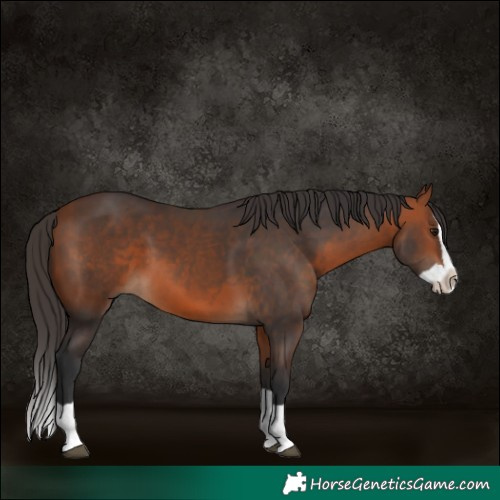 Horse Color:Bay Splash