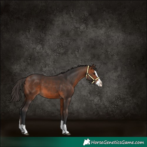 Horse Color:Bay Splash 