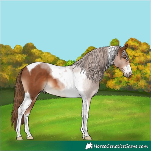 Horse Color:Chestnut Tobiano 