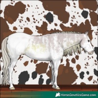 Horse Color:Watercolor White Spotted Chestnut Sabino Snowcap 