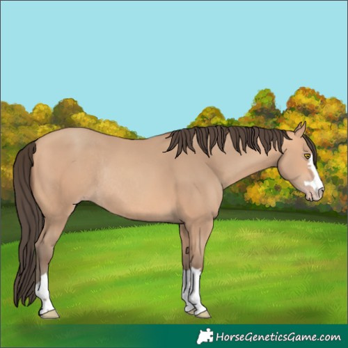 Horse Color:Amber Champagne Rabicano 