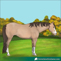 Horse Color:Amber Champagne Rabicano 