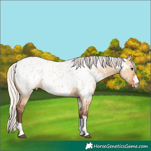 Horse Color:Silver Bay Dun Appaloosa Rabicano 