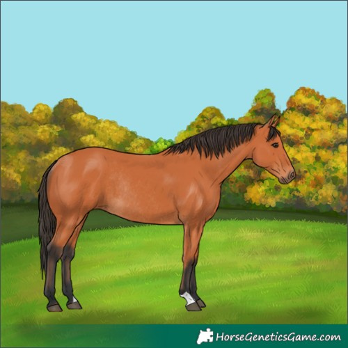 Horse Color:Bay Rabicano 