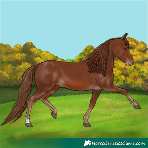 Horse Color:Chestnut 