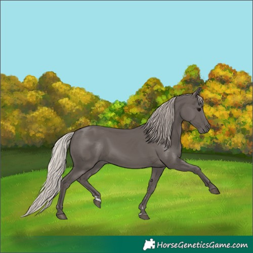 Horse Color:Silver Black