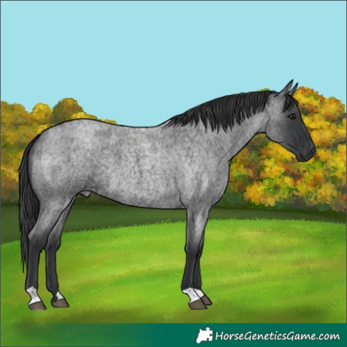 Horse Color:Blue Roan