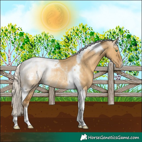 Horse Color:Palomino Dun Tobiano Appaloosa Rabicano 