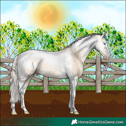 Horse Color:Palomino Pearl Dun Tobiano Appaloosa Rabicano
