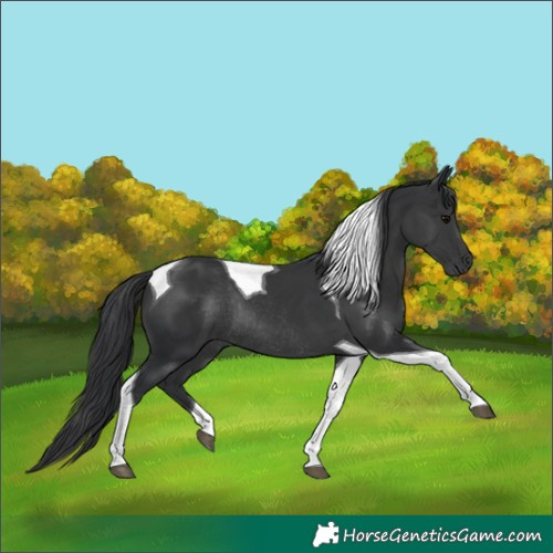 Horse Color:Black Tobiano Rabicano 