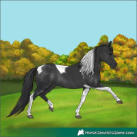 Horse Color:Black Tobiano Rabicano 