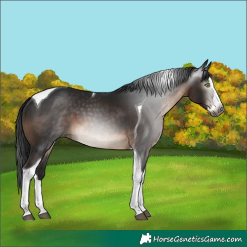 Horse Color:Gray Brown Splash Tobiano