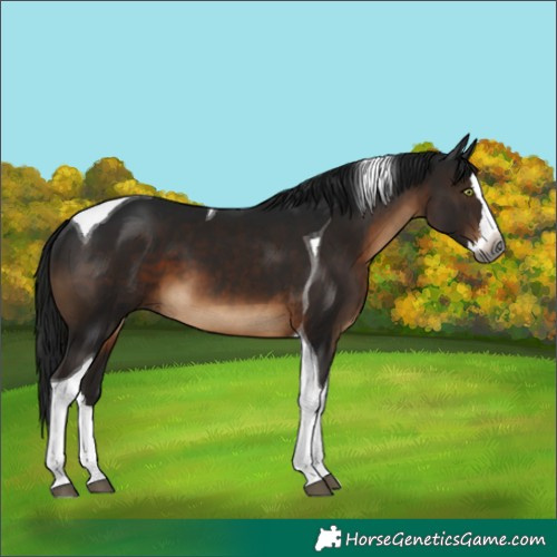 Horse Color:Gray Brown Splash Tobiano