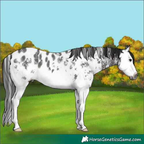 Horse Color:Gray Black Sabino Splash Appaloosa 