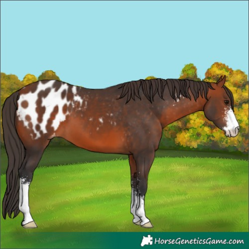 Horse Color:Bay Sabino Appaloosa