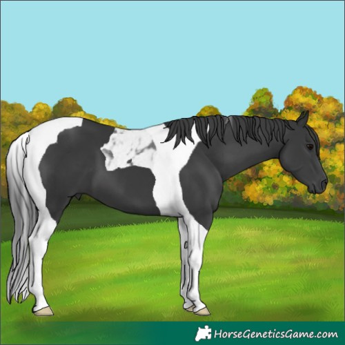 Horse Color:Black Tobiano 