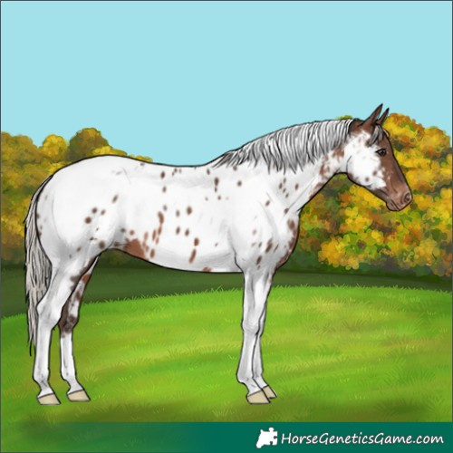 Horse Color:Silver Brown Tobiano Near Leopard