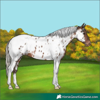 Horse Color:Silver Brown Tobiano Near Leopard 