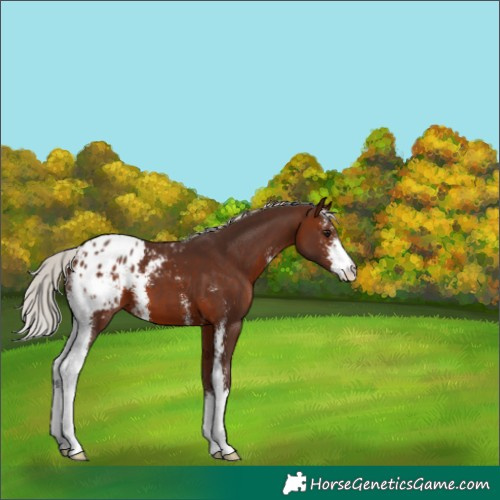 Horse Color:Silver Brown Sabino Appaloosa 