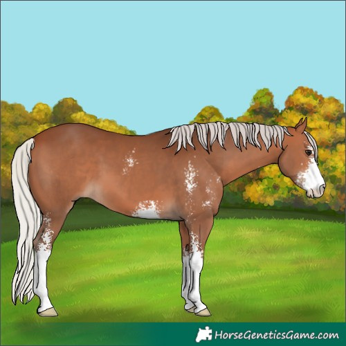 Horse Color:Silver Brown Sabino 