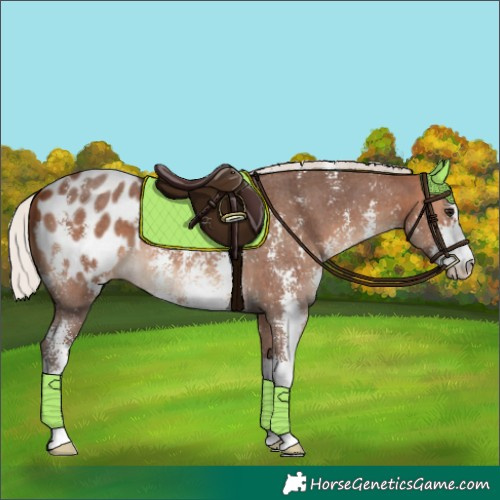 Horse Color:Silver Brown Sabino Blanket 