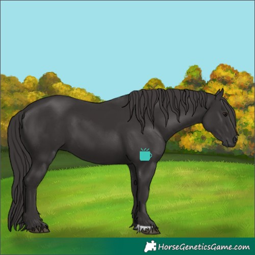 Horse Color:Smoky Black