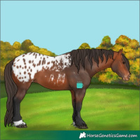 Horse Color:Bay Blanket