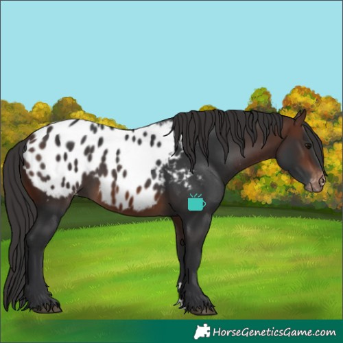 Horse Color:Brown Appaloosa 