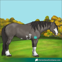 Horse Color:Smoky Grullo