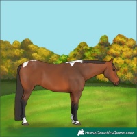 Horse Color:Bay Tobiano 