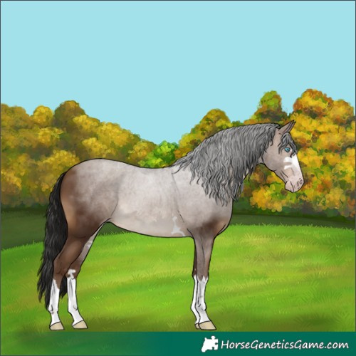 Horse Color:Gray Amber Champagne 