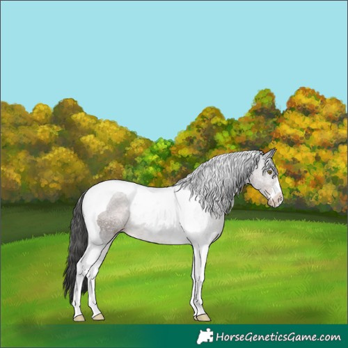 Horse Color:Liver Chestnut Tobiano Rabicano