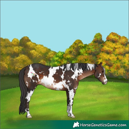 Horse Color:White Spotted Brown