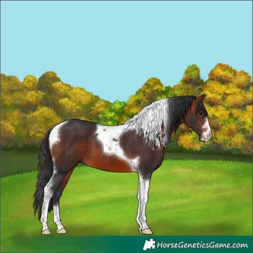 Horse Color:Bay Tobiano 