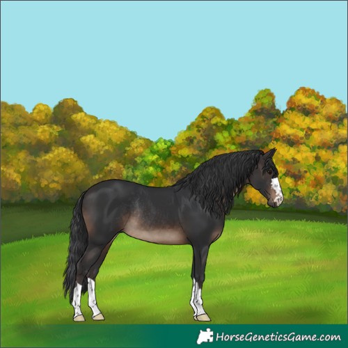 Horse Color:Brown Rabicano 