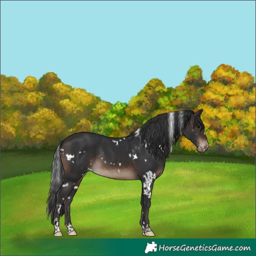 Horse Color:White Spotted Brown Appaloosa Rabicano