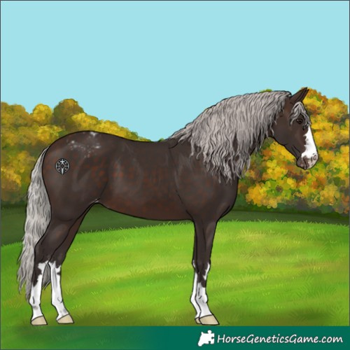 Horse Color:Silver Brown Varnish
