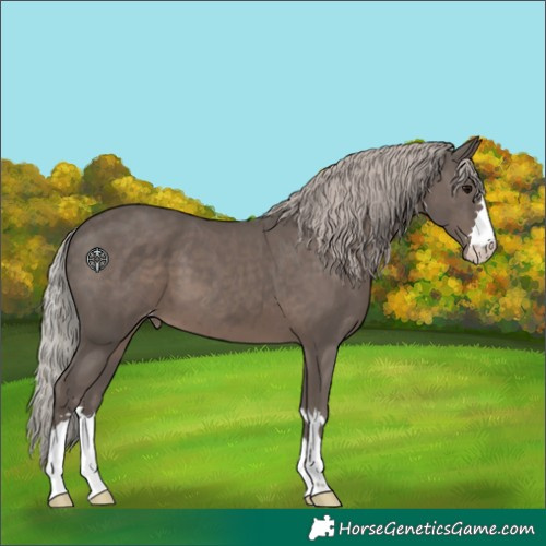 Horse Color:Silver Black Varnish 