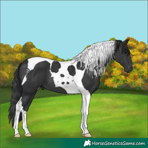 Horse Color:Black Tobiano 