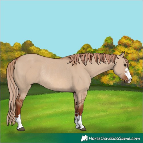 Horse Color:Red Dun Rabicano