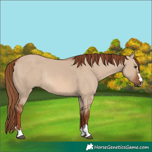 Horse Color:Unknown 