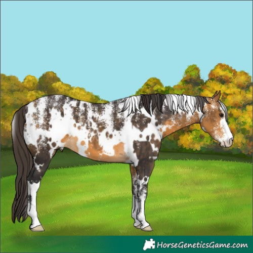 Horse Color:Powder White White Spotted Buckskin