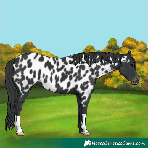 Horse Color:Black Appaloosa