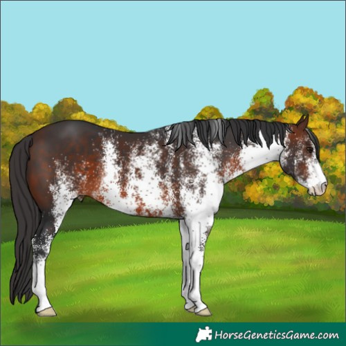 Horse Color:White Spotted Brown
