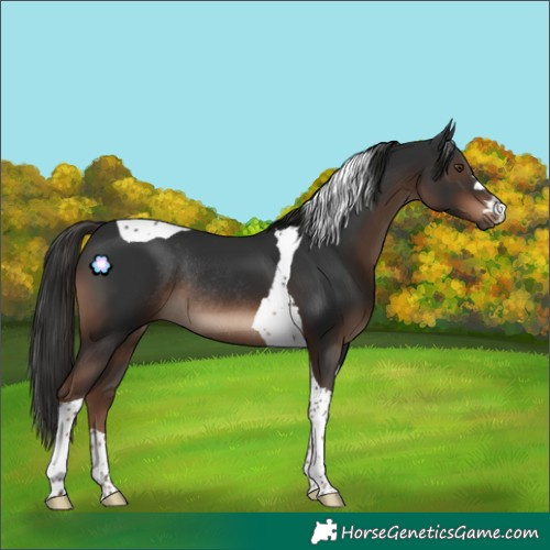 Horse Color:Liver Chestnut Tobiano Rabicano 
