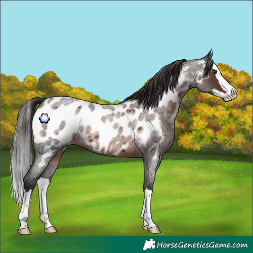 Horse Color:Liver Red Roan Splash Appaloosa 