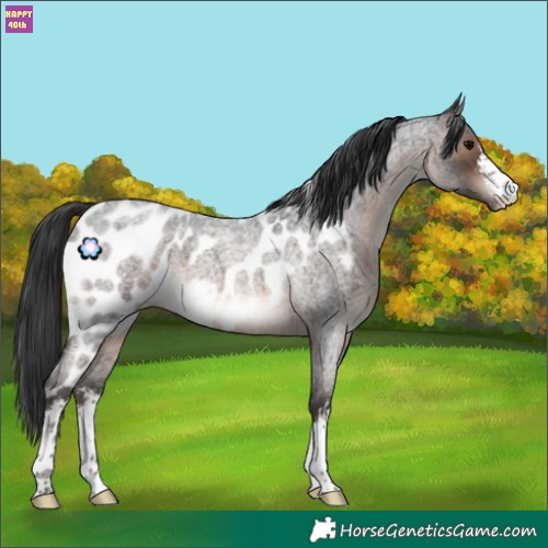 Horse Color:White Spotted Brown Roan Skewed Appaloosa